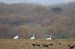 3-Cygne chanteur | Cygnus cygnus | Whooper Swan